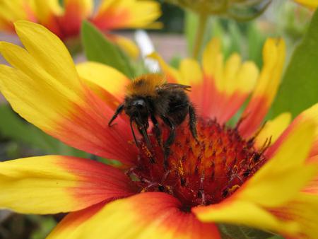 Bee on my flower.