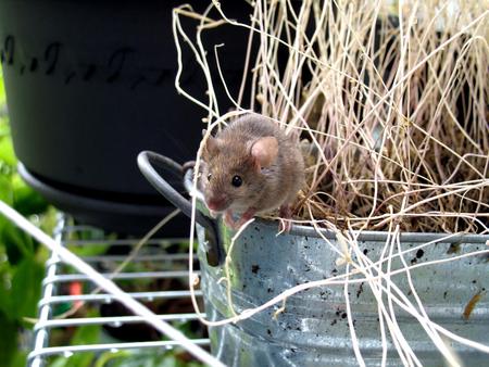 A mouse on my balcony.