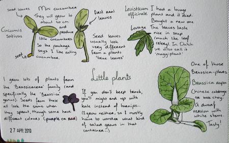 Drawing of plants.