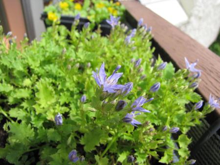 Campanula flowering.