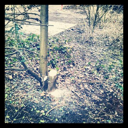 Half the tree gone.