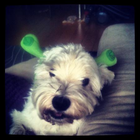 Shrek Nano