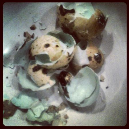 Quail eggs.
