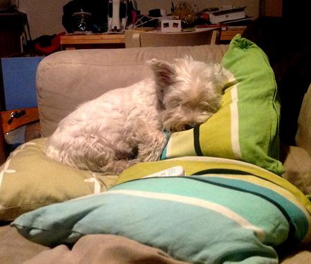 Nano after a weekend away.