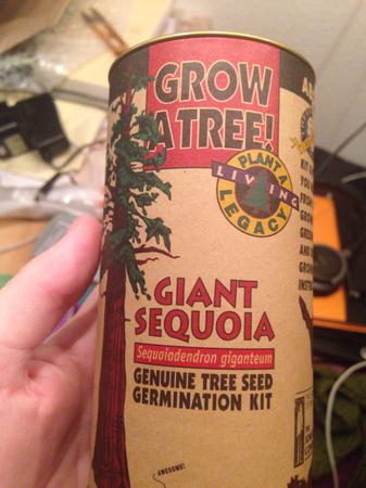 sequoia