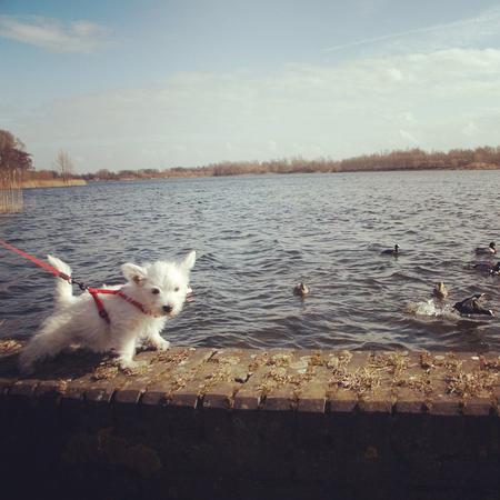 Looking through old photos #day60 #nano #terrier #westie #ducks