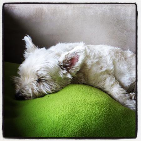 Knockout Nano #day70 #nano #westie #terrier #dog