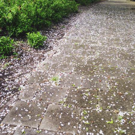 Snowing_petals!_#day26