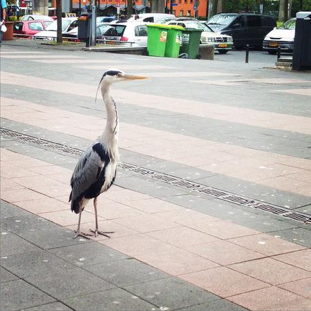 Hello_heron!_#day30