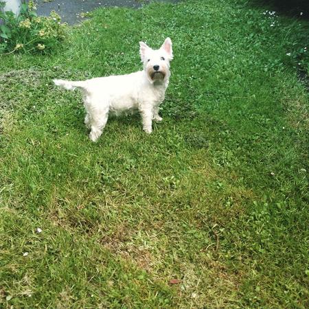 Freeeedom! #day40 #nano #terrier #westie